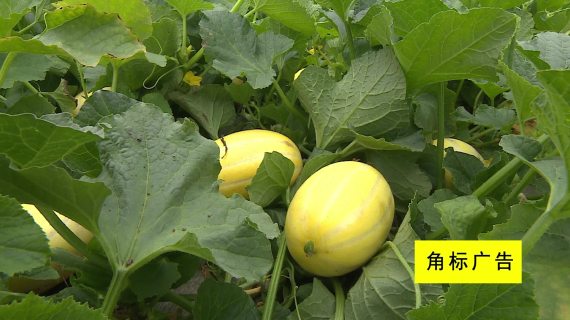 安徽IPTV招商宣传片