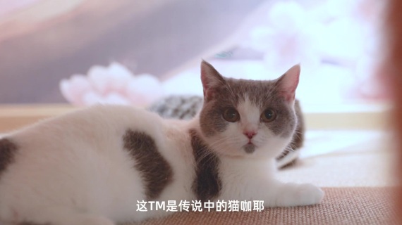 剧情片-性感小翟在线吸猫