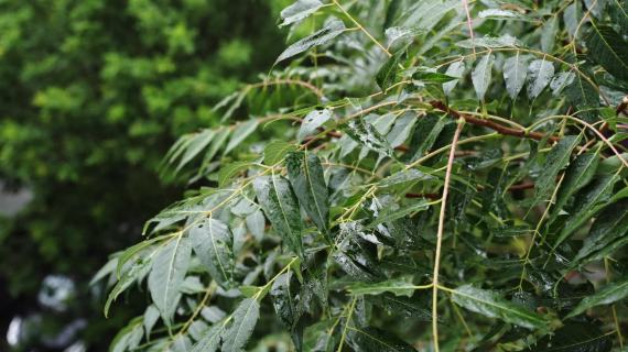 下雨植物清新绿色