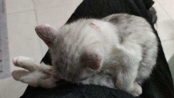 可爱猫咪给自己梳毛