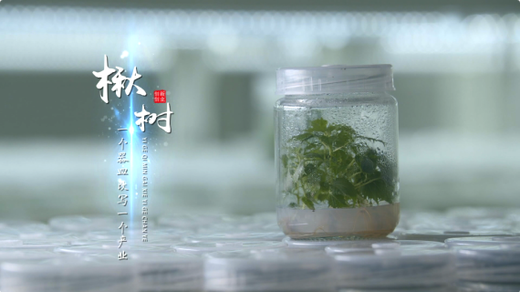 《泥土的“坊”香》宣传片