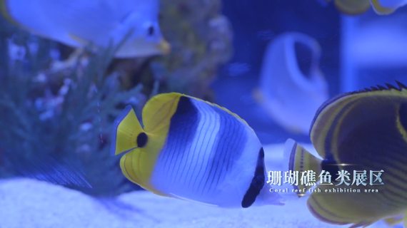 乌鲁木齐海洋馆30秒