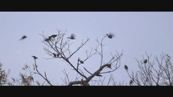 元宵—春意