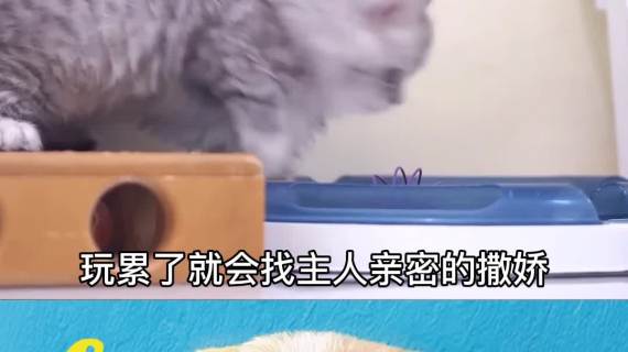 金吉拉