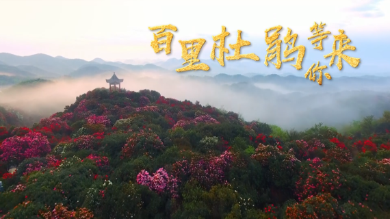 “百里杜鹃”贵州毕节旅游宣传片