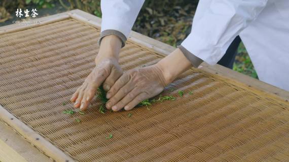 绿茶手工制茶全过程