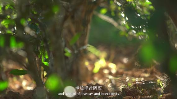 匠心坚守昔归茶庄