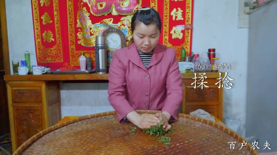制作高山绿茶