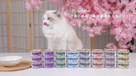宠物猫罐头实拍实拍
