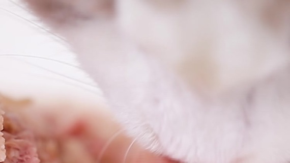 猫罐头实拍视频