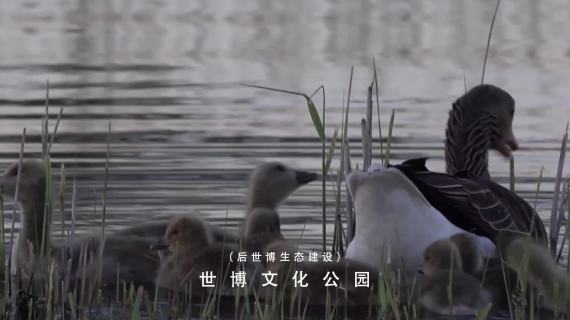 上海地产(第一版终稿）