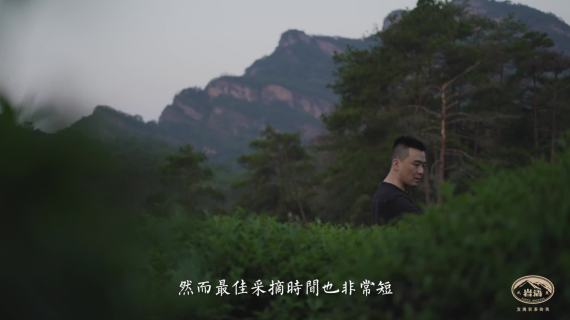 武夷岩茶  桂威辛