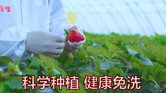 草莓采摘园