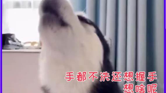 抖音-萌宠-动物迷惑行为第2期-跨界交流