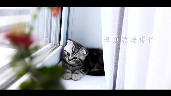 《一荤一素》