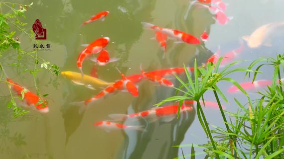 花园