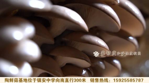 陶鲜菇宣传片