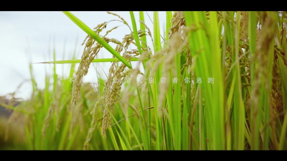 稻香