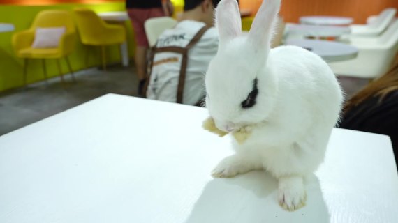 萌兔体验馆30秒