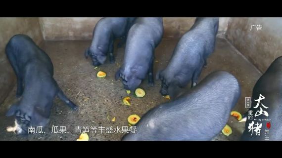 大山里的猪先生