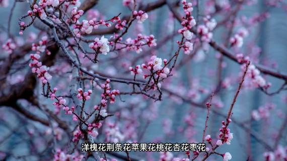 企业宣传片 宣传屏  记录片