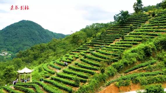 采茶姑娘上茶山