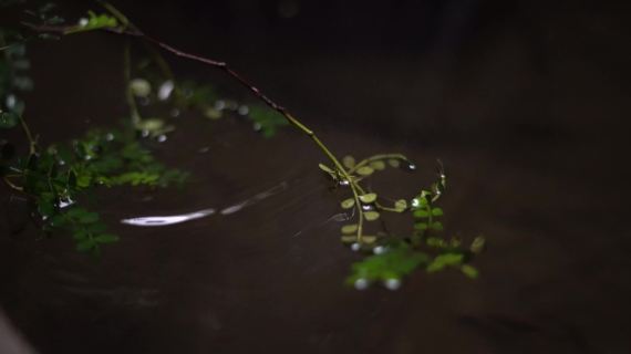 巴厘第一期