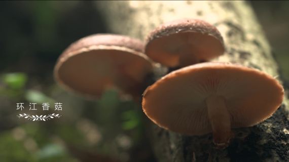 香菇成片12.17