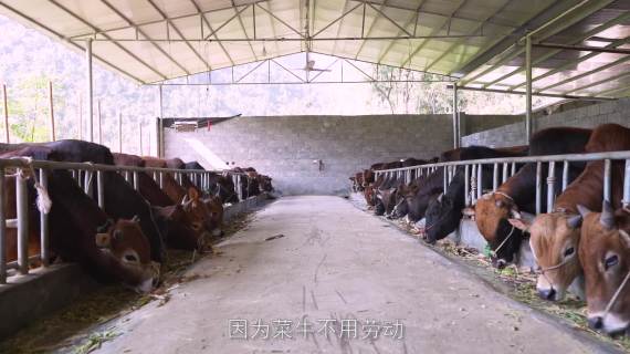 香牛12.17