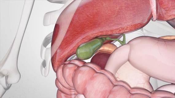 <胆囊>器官三维科普动画