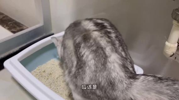 猫咪上chuoshuo