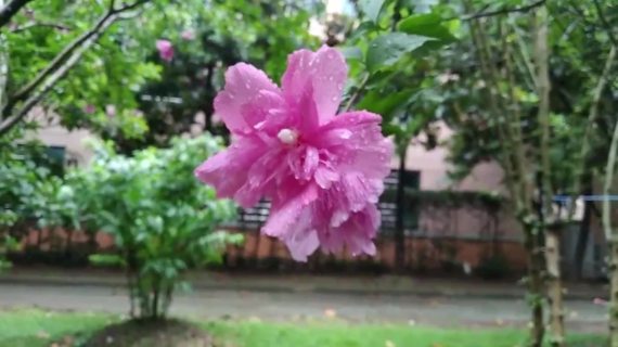 春日木槿花视频