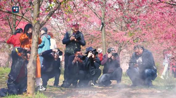邵东樱花园