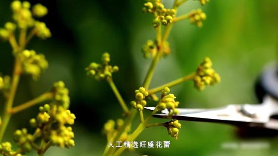 荔枝广告