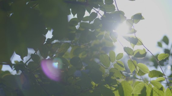夏天树叶