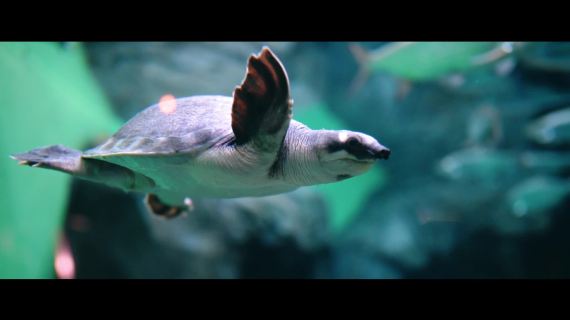 电影感l旅拍VLOG上海水族馆