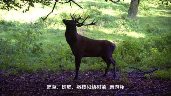 神鹿