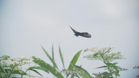 茶企宣传片纪录片英红九号红茶茶山