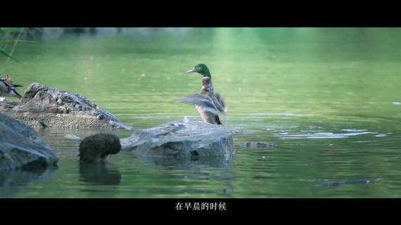 北大师说