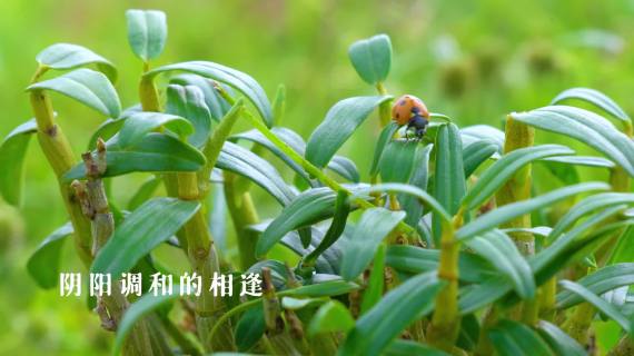 焦甜香 石斛润  短视频剪辑