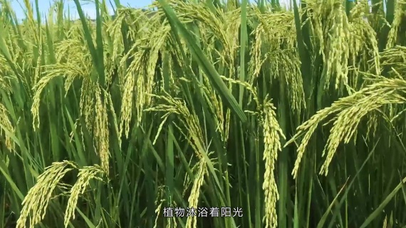 夏