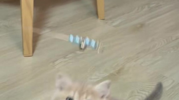 蓝金渐层养猫日常