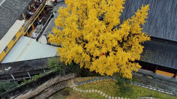 实际寺-银杏树