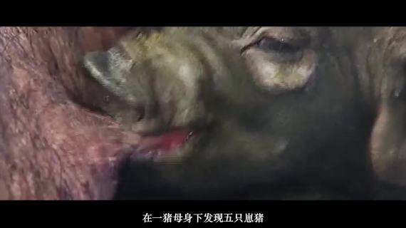 猪神篇0413