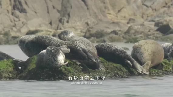 央视纪录片《美丽中国》 — 辽东湾精灵