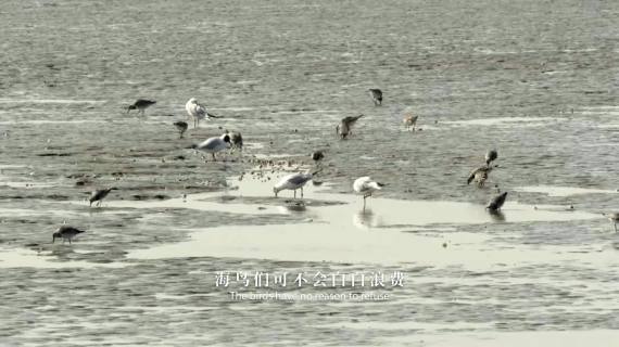 央视纪录片《美丽中国》 — 赶海