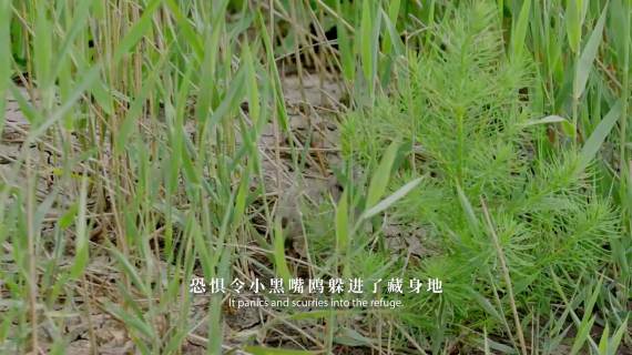 央视纪录片《美丽中国》 — 黑嘴鸥