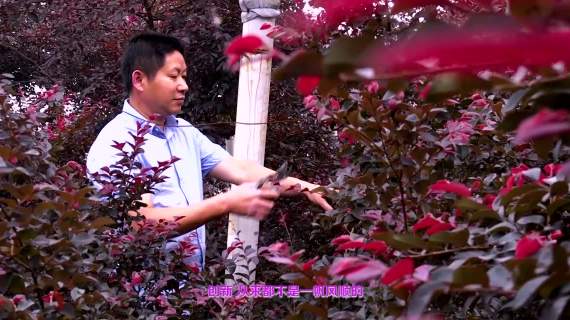 红林花海-红继木