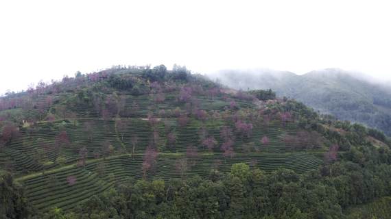 无量山樱花谷