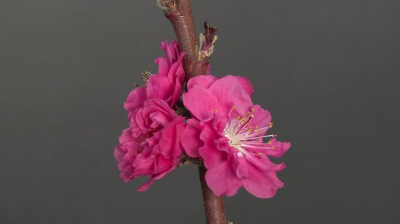 桃花延时摄影